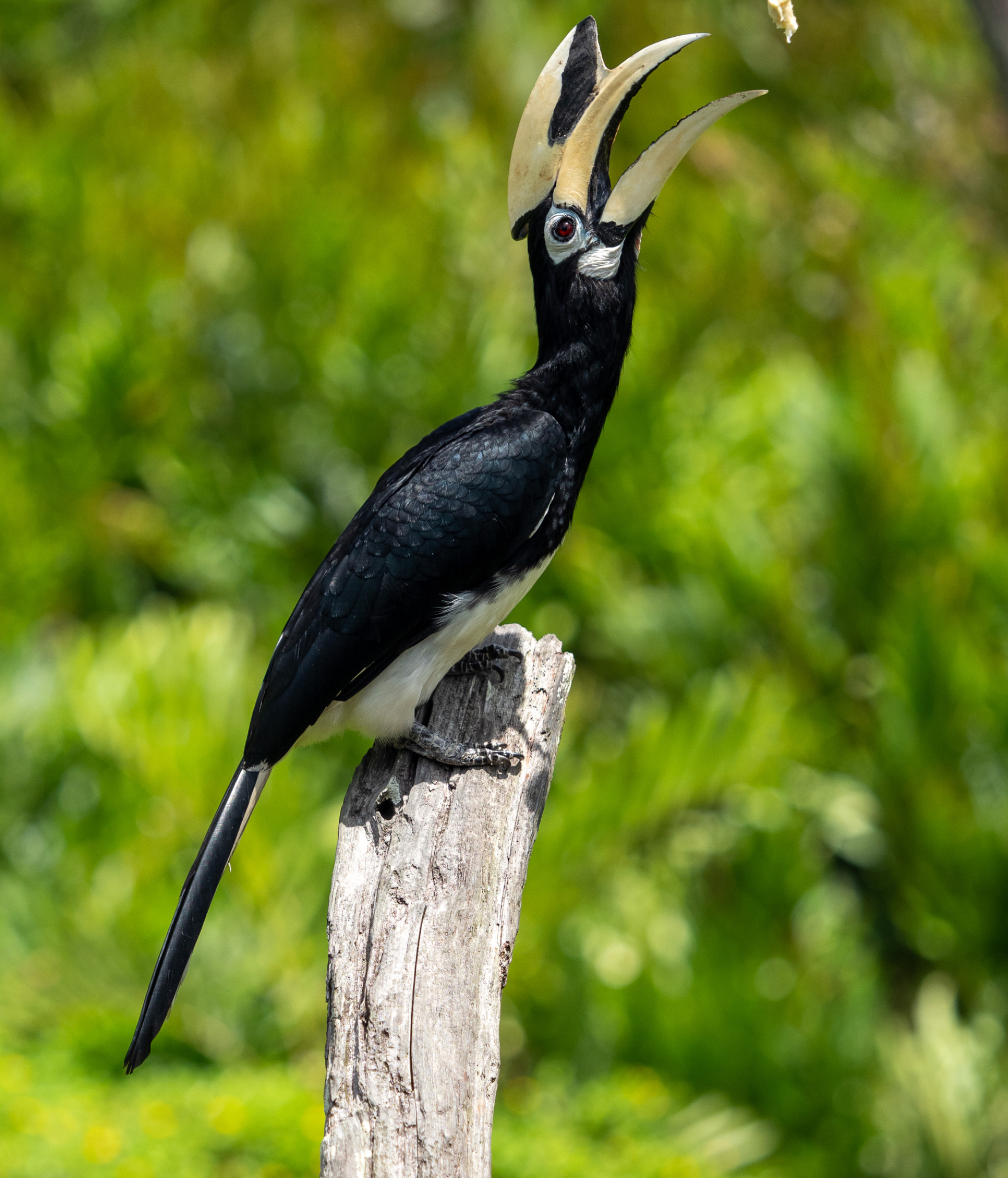 Oriental Pied  Hornbill feeding 2